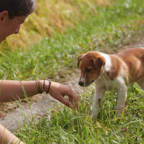 Cani a Bali
